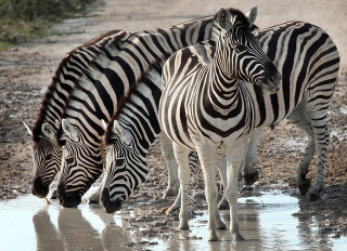 Illustration for article titled How The Zebra Got Its Stripes, With Alan Turing